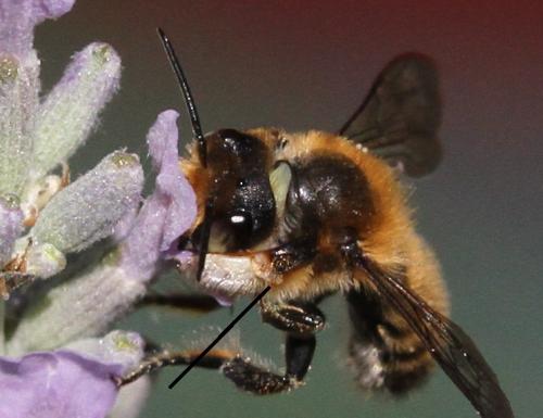 Megachile willughbiella
